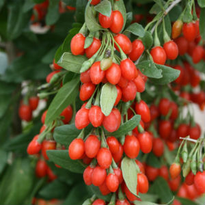 Bayas de Goji silvestres