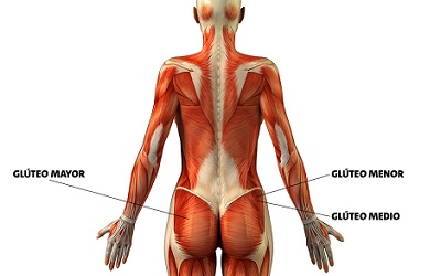 Musculos Gluteos