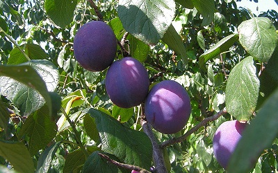 Cultivo Mango