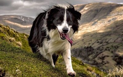 Raza de Perro Border Collie