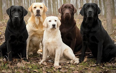 Raza de Perro Labrador Retriever