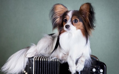 Raza de Perro Papillon