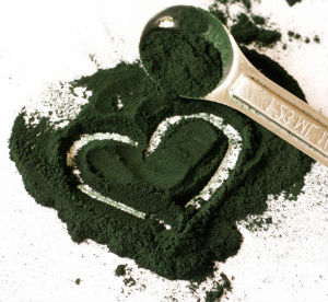 Alga Chlorella