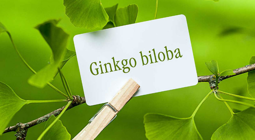 Ginkgo biloba