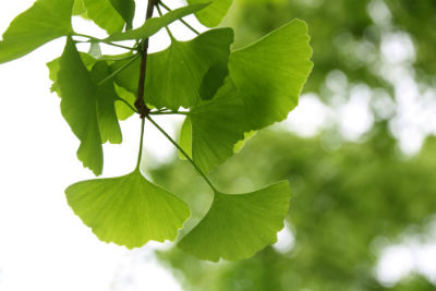 Procedencia Ginkgo biloba