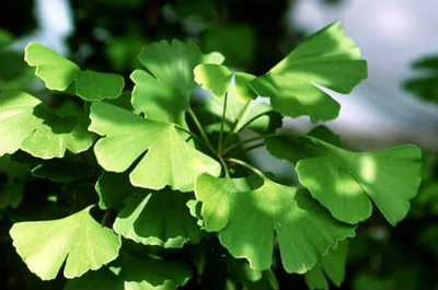 Propiedades del Ginkgo biloba