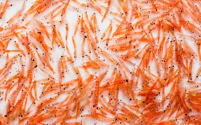 Aceite de Krill Puro