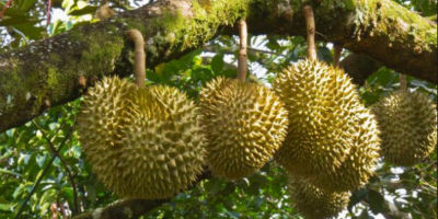 Durian