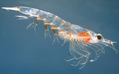 Omega-3 del Aceite de Krill