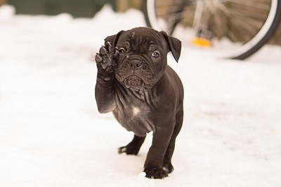 Cachorro de Bulldog Ingles