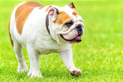 Comprar un Bulldog Ingles