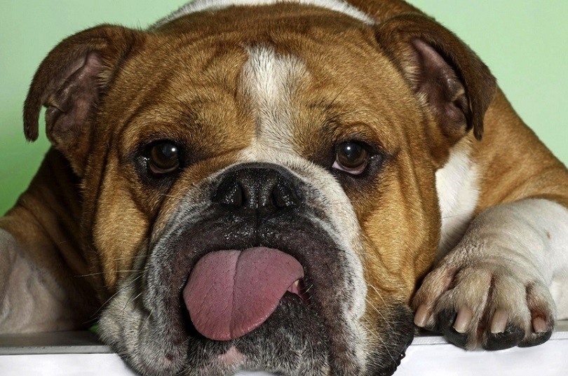 Criadores del Bulldog Ingles