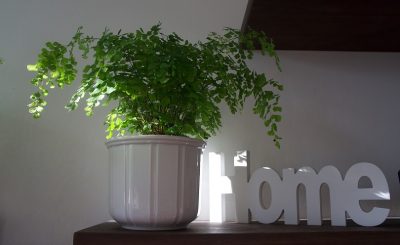 Decorar los Espacios de Hogar con Plantas