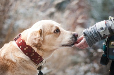 Alimentacion de un perro adulto