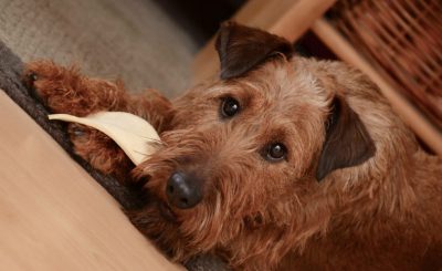 Cuidar la alimentacion de un perro adulto