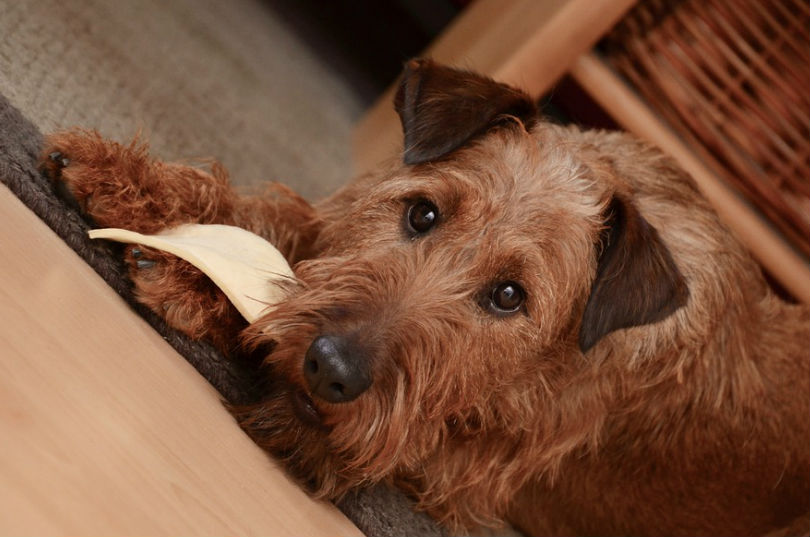 Cuidar la alimentacion de un perro adulto