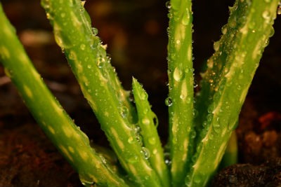 Aloe Vera natural