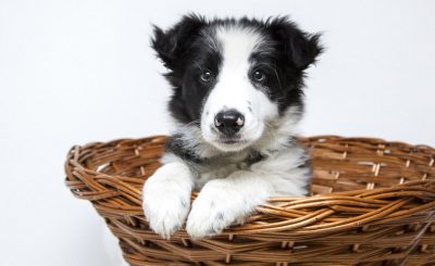 adoptar a un cachorro de perro