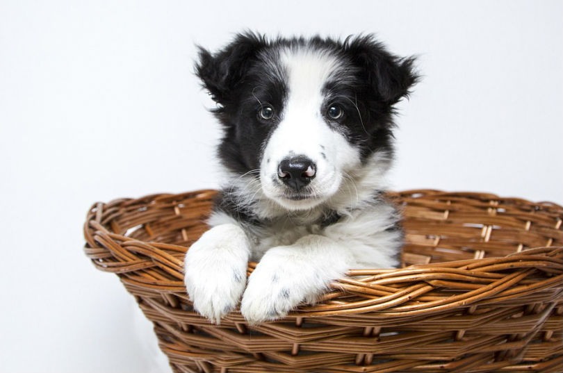 adoptar a un cachorro de perro