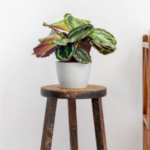 Calathea roseopicta