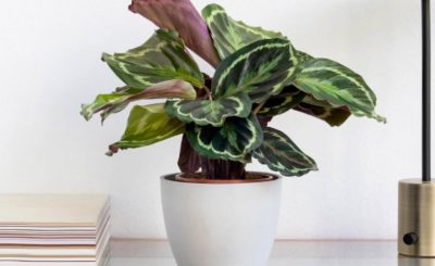 Cuidado de la planta Calathea