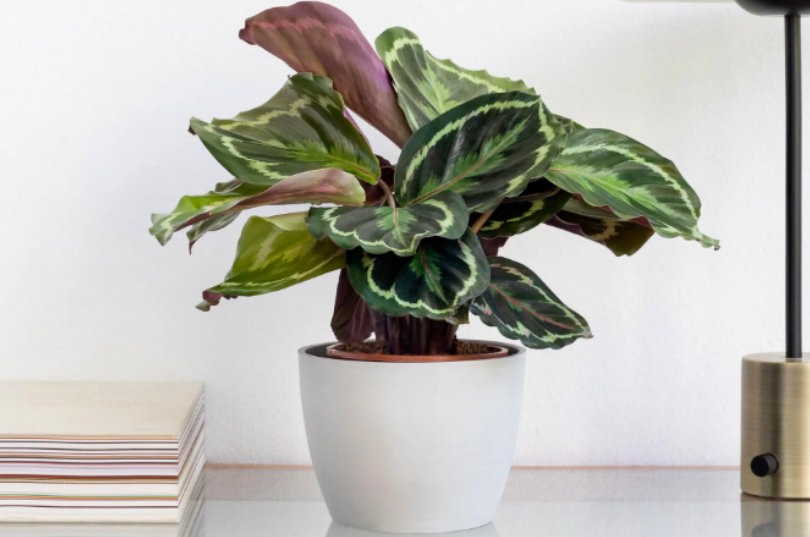 Cuidado de la planta Calathea