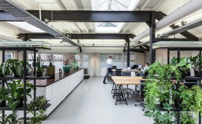 beneficios que aportan las plantas en las oficinas