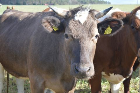 requisitos debe reunir la carne ecológica