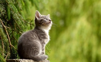 Alimentación equilibrada de un gato