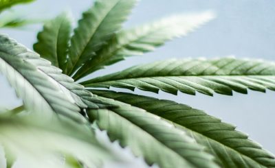 CBD