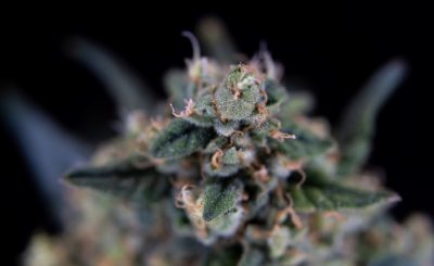 Flores de CBD