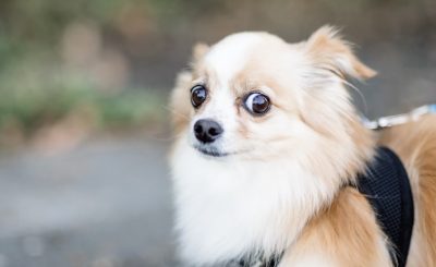 Perros con miedo