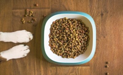 Dieta saludable para perros