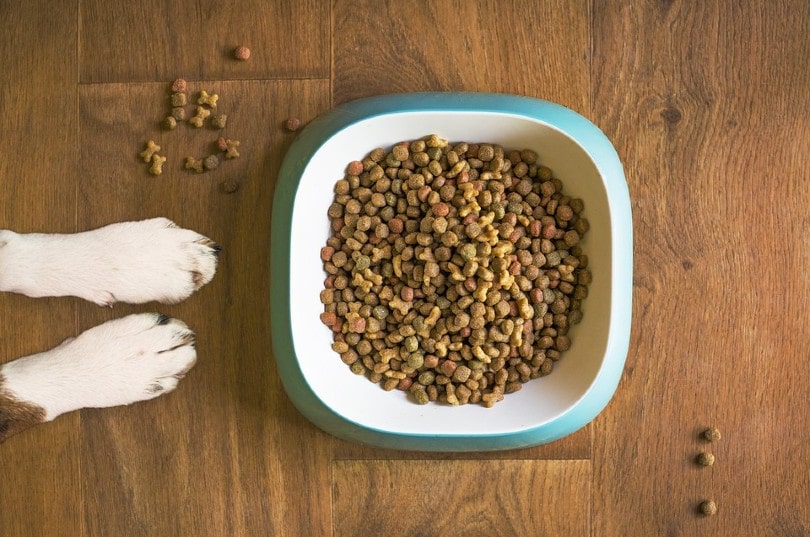 Dieta saludable para perros