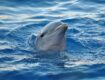 Nadar con delfines en Cancún
