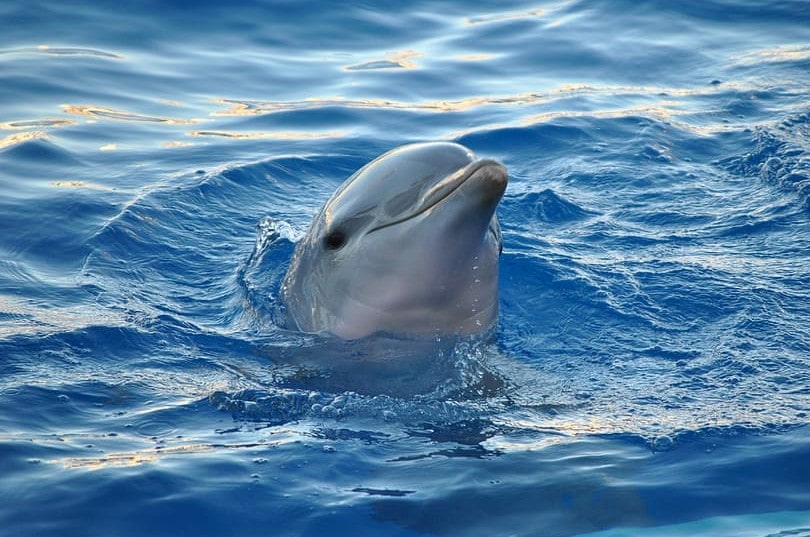 Nadar con delfines en Cancún