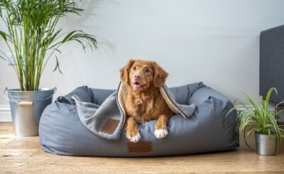 Cama para perro