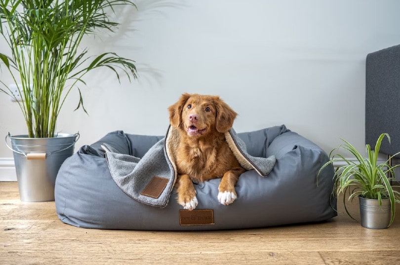 Cama para perro