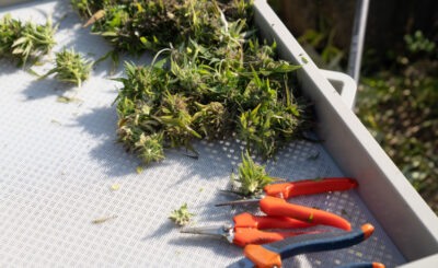 Cannabis