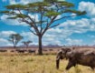 Safari