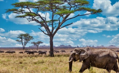 Safari