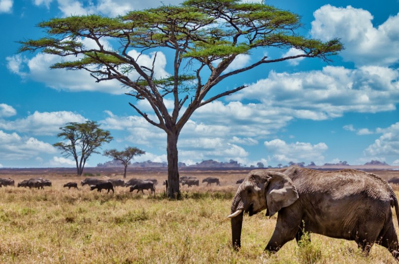 Safari